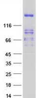 Human PTPRS Protein (Recombinant Myc-DDK (Flag))