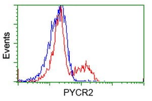 Monoclonal Mouse anti-Human P5CR2 / PYCR2 Antibody (clone OTI4A10, IF, WB)