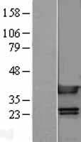 HMG1 / HMGB1 Protein (Over-Expression Lysate Myc-DDK (Flag))