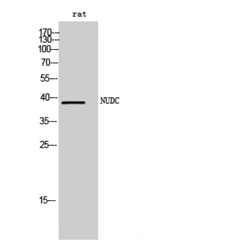 Polyclonal Rabbit anti-Human NUDC Antibody (270-350 aa, IHC, WB)