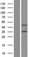 TRIM13 Protein (Over-Expression Lysate Myc-DDK (Flag))