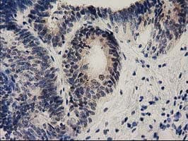 EFNA2 / Ephrin A2 Antibody (clone OTI3E3)