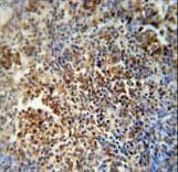 Polyclonal Rabbit anti-Human MAF1 Antibody (aa90-117, IHC, WB)