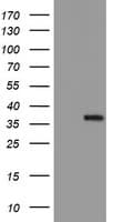 MLF1 Antibody (clone OTI3E7)