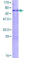 Human TFAP2C / AP2 Gamma Protein (Recombinant GST)