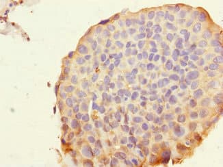 ROBO4 Antibody