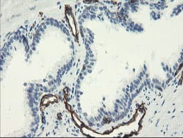 PECAM-1 / CD31 Antibody (clone OTI3G4)