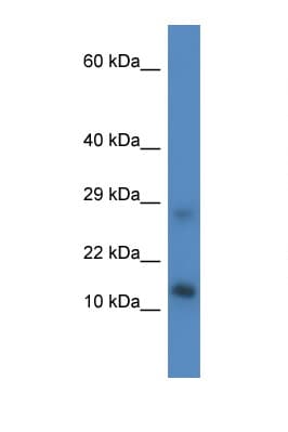 LYRM4 Antibody (aa33-82)