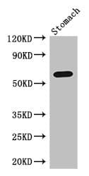 FIG1 / IL4I1 Antibody