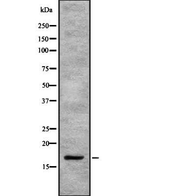 IHC-plus™ SEP15 Antibody