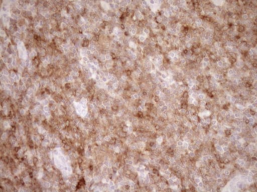SAMSN1 Antibody (aa1-250, clone OTI7F5, Carrier-free)