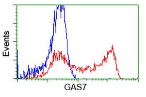 GAS7 Antibody (clone OTI9H6, Carrier-free)