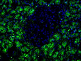 Pancreas Marker HPx2 Antibody (clone HIC0-1C10)