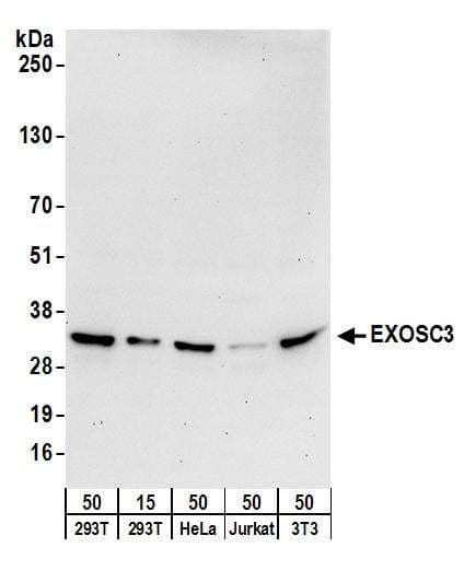 IHC-plus™ CAPRIN1 Antibody (aa550-600)
