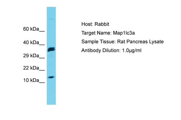 Polyclonal Rabbit anti-Rat MAP1LC3A / LC3A Antibody (aa17-66, WB)