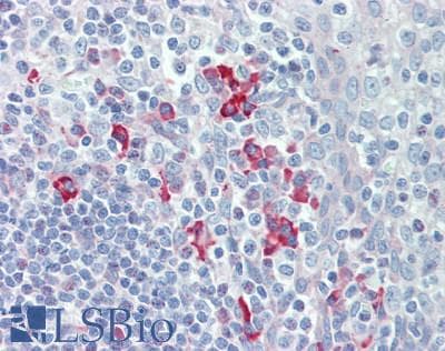 IHC-plus™ LNX1 / LNX Antibody