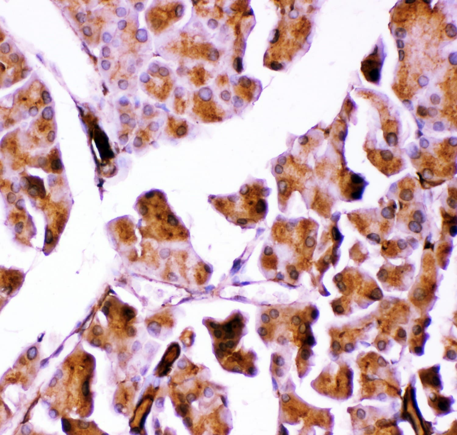 Polyclonal Rabbit anti-Human GPX1 / Glutathione Peroxidase Antibody (aa116-146, IHC, WB)