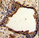 NDRG1 Antibody (aa12-40)