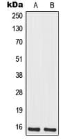 MRPS12 / RPSM12 Antibody (Internal)