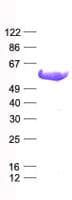 Human MYC / c-Myc Protein (Recombinant His, N-Terminal)