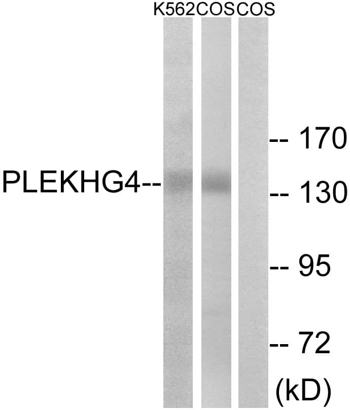 PLEKHG4 Antibody (aa654-703)