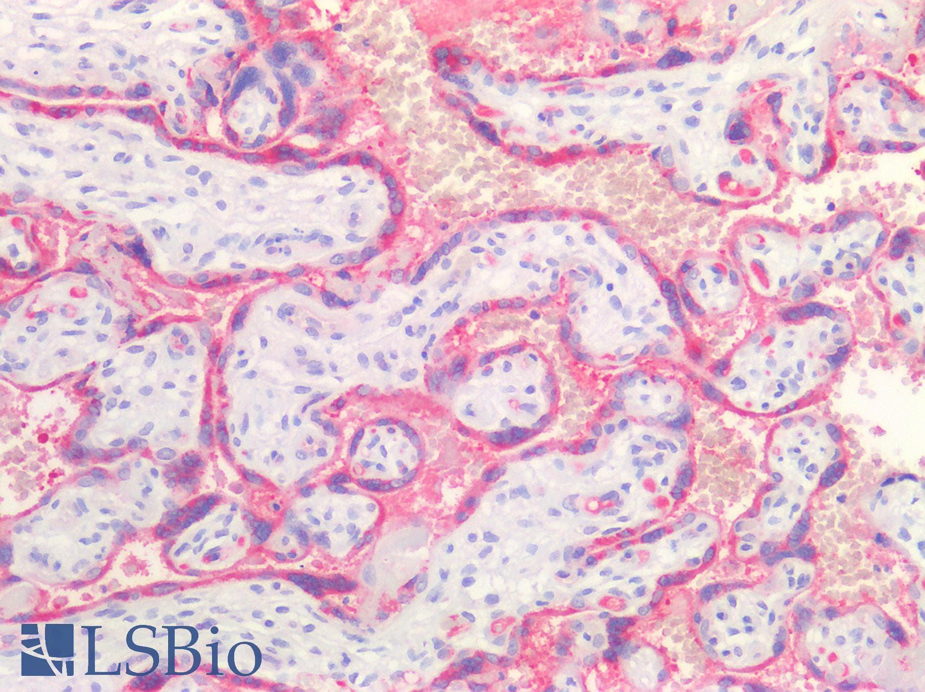 PathPlus™ Placental Lactogen Antibody