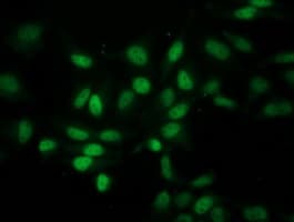 EIF1 Antibody (clone OTI2B9)