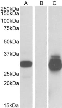 IHC-plus™ DESI2 / PPPDE1 Antibody (aa91-102)