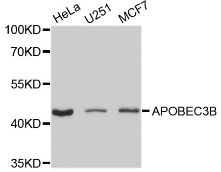 APOBEC3B Antibody