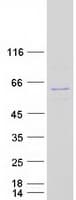 Human NUP54 Protein (Recombinant Myc-DDK (Flag))