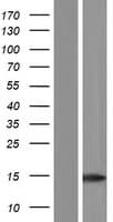BAGE2 Protein (Over-Expression Lysate Myc-DDK (Flag))