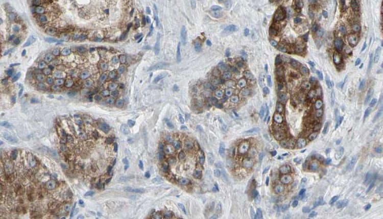 RHOF Antibody