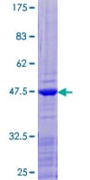 Human RPL12 / Ribosomal Protein L12 (Recombinant GST)