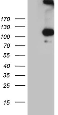 IL20RA Antibody (aa272-553, clone OTI1B12)