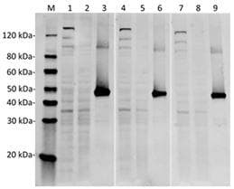 Monoclonal Mouse anti-Streptococcus pyogenes Streptococcus pyogenes CRISPR-associated endonuclease Cas9/Csn1 Antibody (clone 14B6, IF, WB)