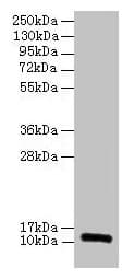 IHC-plus™ RPLP1 Antibody
