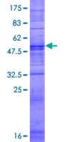Human OR14C36 / OR5BF1 Protein (Recombinant GST)