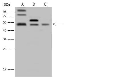 FAM175B / KIAA0157 Antibody