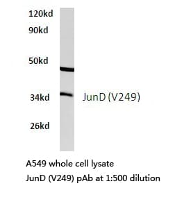 Polyclonal Rabbit anti-Human AP-1 / JUND Antibody (Val249, IHC, WB)