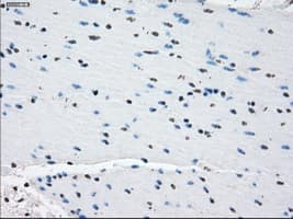 PDE10A Antibody (clone OTI1C9)