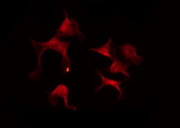 STAM2 Antibody