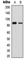 OLFML2B Antibody (Internal)