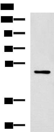 PAX2 Antibody