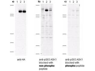 MAP3K5 / ASK1 Antibody (phospho-Ser83)