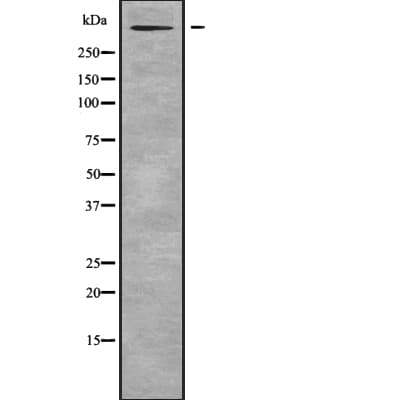 RELN / Reelin Antibody
