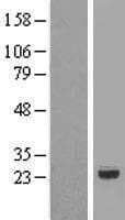 RNMTL1 Protein (Over-Expression Lysate Myc-DDK (Flag))