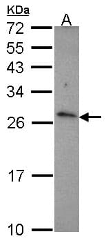 CD27L / CD70 Antibody (aa129-193)