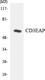 CD3EAP Antibody (aa425-474)