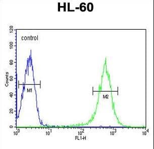 EYA4 Antibody (aa1-30)