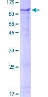 Human ZNF180 Protein (Recombinant GST)